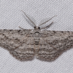 Phelotis cognata (Long-fringed Bark Moth) at QPRC LGA - 29 Oct 2023 by DianneClarke