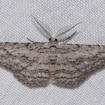 Phelotis cognata (Long-fringed Bark Moth) at Jerrabomberra, NSW - 29 Oct 2023 by DianneClarke