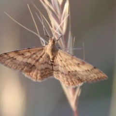 Scopula rubraria (Reddish Wave, Plantain Moth) at GG197 - 29 Oct 2023 by LisaH