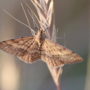 Scopula rubraria at Hughes, ACT - 29 Oct 2023 07:05 PM