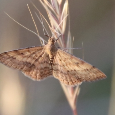 Scopula rubraria (Reddish Wave, Plantain Moth) at Hughes, ACT - 29 Oct 2023 by LisaH