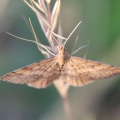 Scopula rubraria at Hughes, ACT - 29 Oct 2023 07:05 PM