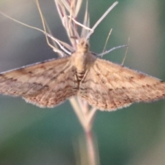 Scopula rubraria at Hughes, ACT - 29 Oct 2023 07:05 PM