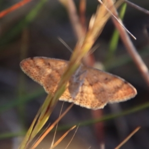 Scopula rubraria at Hughes, ACT - 29 Oct 2023 07:05 PM