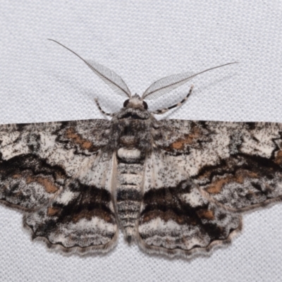 Cleora injectaria (A Cleora Bark Moth) at Jerrabomberra, NSW - 29 Oct 2023 by DianneClarke