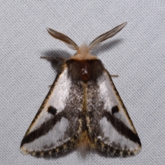 Epicoma melanospila (Black Spot Moth) at QPRC LGA - 29 Oct 2023 by DianneClarke