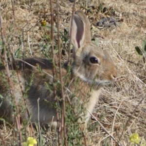 Oryctolagus cuniculus at Karabar, NSW - 29 Oct 2023