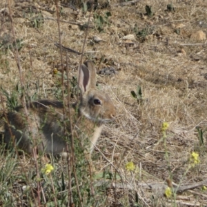 Oryctolagus cuniculus at Karabar, NSW - 29 Oct 2023