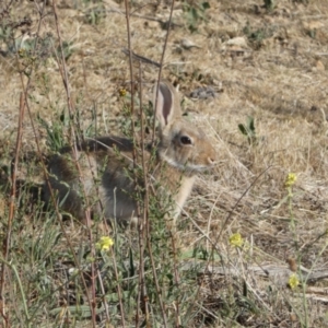 Oryctolagus cuniculus at Karabar, NSW - 29 Oct 2023