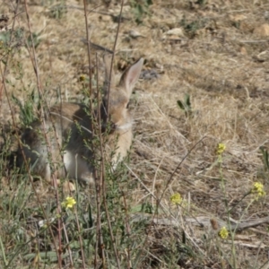 Oryctolagus cuniculus at Karabar, NSW - 29 Oct 2023