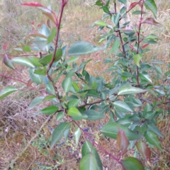 Pyrus calleryana (Callery Pear) at Majura, ACT - 29 Oct 2023 by abread111