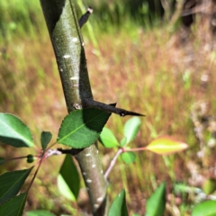 Pyrus calleryana at Majura, ACT - 29 Oct 2023