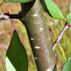 Pyrus calleryana at Majura, ACT - 29 Oct 2023