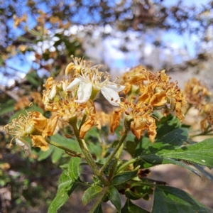 Crataegus monogyna at Majura, ACT - 29 Oct 2023