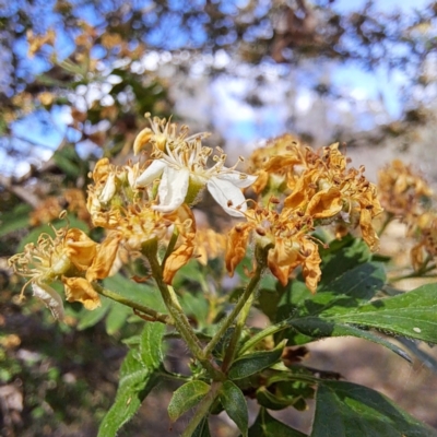 Crataegus monogyna (Hawthorn) at Majura, ACT - 29 Oct 2023 by abread111