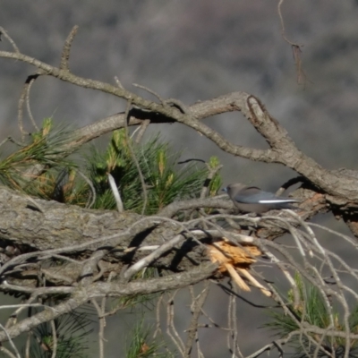 Artamus cyanopterus (Dusky Woodswallow) at Jerrabomberra, NSW - 29 Oct 2023 by SteveBorkowskis