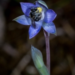 Thelymitra pauciflora (Slender Sun Orchid) at QPRC LGA - 29 Oct 2023 by dan.clark