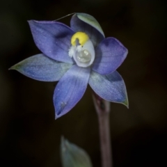 Thelymitra pauciflora at Tralee, NSW - 29 Oct 2023