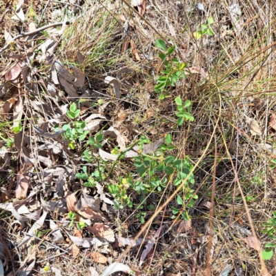 Rosa sp. (A Wild Rose) at Majura, ACT - 29 Oct 2023 by abread111