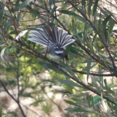 Rhipidura albiscapa (Grey Fantail) at QPRC LGA - 29 Oct 2023 by SteveBorkowskis