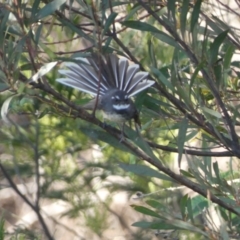 Rhipidura albiscapa (Grey Fantail) at Karabar, NSW - 29 Oct 2023 by SteveBorkowskis