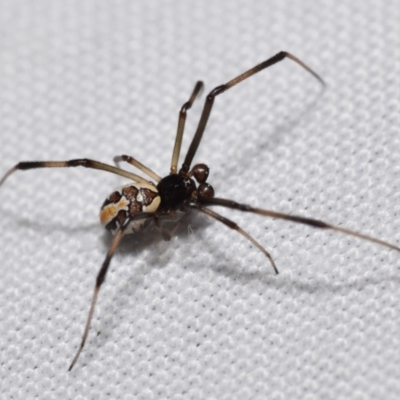 Latrodectus hasselti (Redback Spider) at QPRC LGA - 29 Oct 2023 by DianneClarke