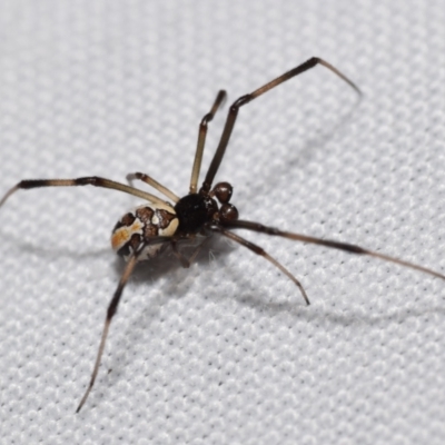 Latrodectus hasselti (Redback Spider) at Jerrabomberra, NSW - 29 Oct 2023 by DianneClarke