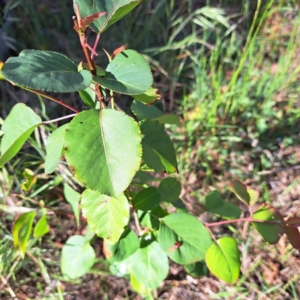 Prunus sp. at Majura, ACT - 29 Oct 2023 04:56 PM