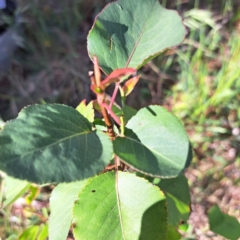 Prunus sp. at Majura, ACT - 29 Oct 2023