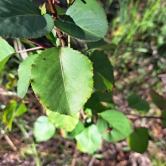 Prunus sp. at Majura, ACT - 29 Oct 2023