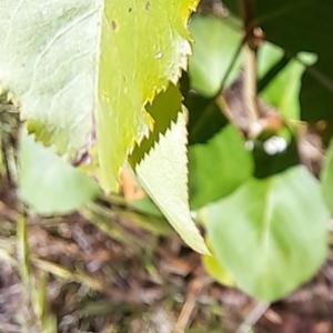 Prunus sp. at Majura, ACT - 29 Oct 2023