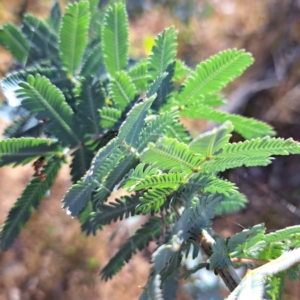 Acacia baileyana at Majura, ACT - 29 Oct 2023 05:05 PM