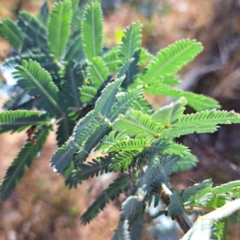 Acacia baileyana (Cootamundra Wattle, Golden Mimosa) at Mount Majura - 29 Oct 2023 by abread111
