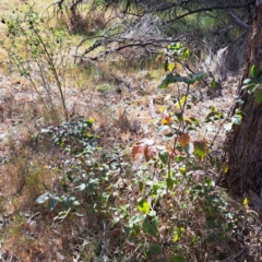 Berberis aquifolium (Oregon Grape) at Majura, ACT - 29 Oct 2023 by abread111