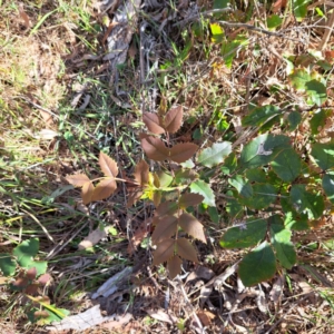 Berberis aquifolium at Majura, ACT - 29 Oct 2023
