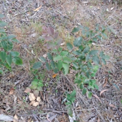 Berberis aquifolium at Majura, ACT - 29 Oct 2023