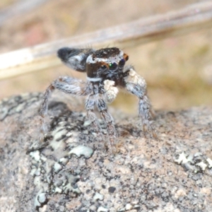 Maratus proszynskii at Berridale, NSW - 25 Oct 2023