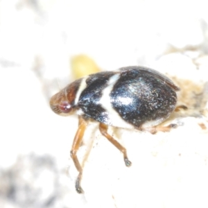 Bathyllus albicinctus at Tharwa, ACT - 29 Oct 2023