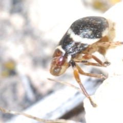 Bathyllus albicinctus at Tharwa, ACT - 29 Oct 2023 11:57 AM