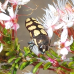 Castiarina decemmaculata (Ten-spot Jewel Beetle) at Rendezvous Creek, ACT - 29 Oct 2023 by Harrisi