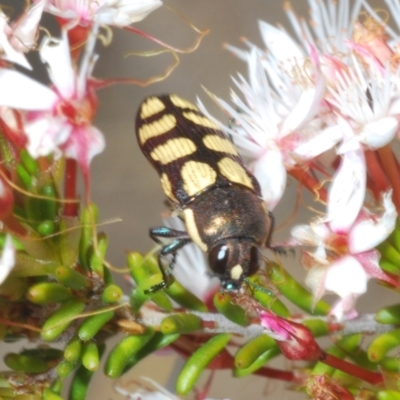 Castiarina decemmaculata (Ten-spot Jewel Beetle) at Rendezvous Creek, ACT - 29 Oct 2023 by Harrisi