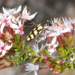 Castiarina decemmaculata at Rendezvous Creek, ACT - 29 Oct 2023 12:24 PM