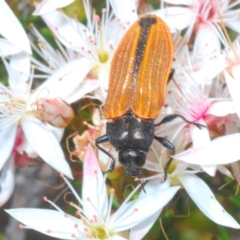 Castiarina erythroptera (Lycid Mimic Jewel Beetle) at Rendezvous Creek, ACT - 29 Oct 2023 by Harrisi