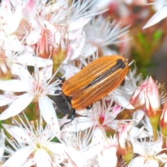 Castiarina erythroptera at Rendezvous Creek, ACT - 29 Oct 2023