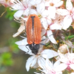 Castiarina erythroptera at Rendezvous Creek, ACT - 29 Oct 2023