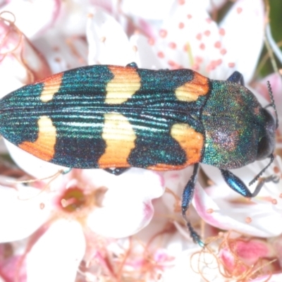Castiarina sexplagiata (Jewel beetle) at Paddys River, ACT - 29 Oct 2023 by Harrisi