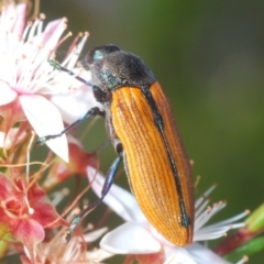 Castiarina subpura (A jewel beetle) at Paddys River, ACT - 29 Oct 2023 by Harrisi
