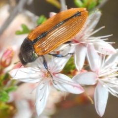 Castiarina subpura at Paddys River, ACT - 29 Oct 2023