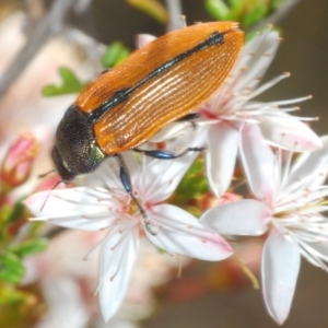 Castiarina subpura at Paddys River, ACT - 29 Oct 2023 04:49 PM