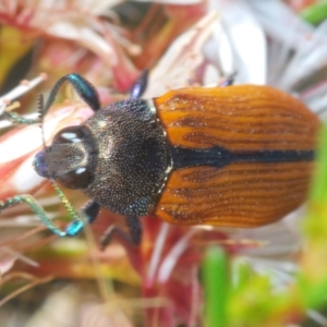 Castiarina subpura at Paddys River, ACT - 29 Oct 2023 04:49 PM